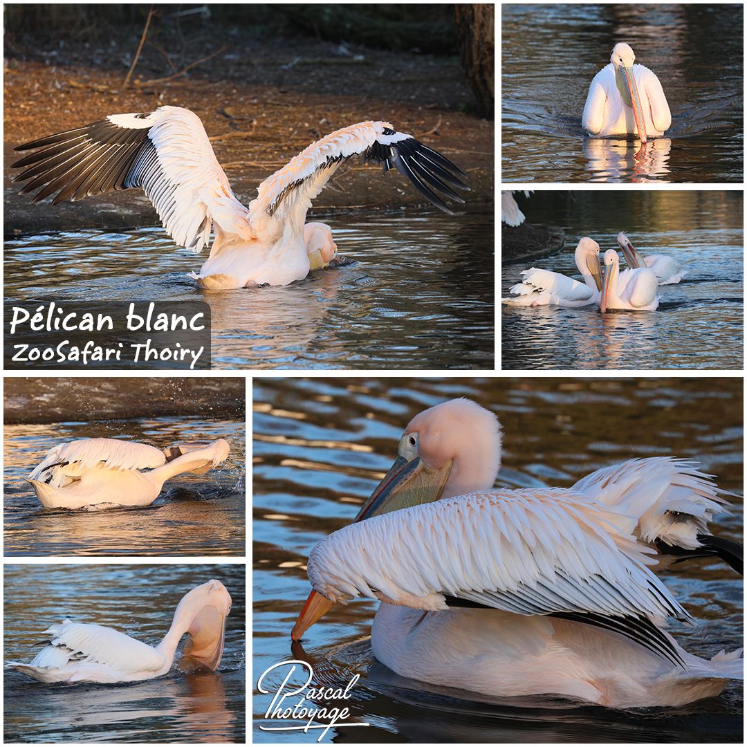 THOIRY - PELICAN BLANC 01 - LAYOUT 27 1080x1080.jpg